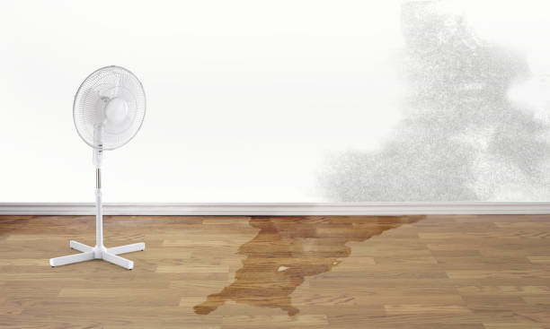 Best Water damage restoration company  in Williston Highlands, FL